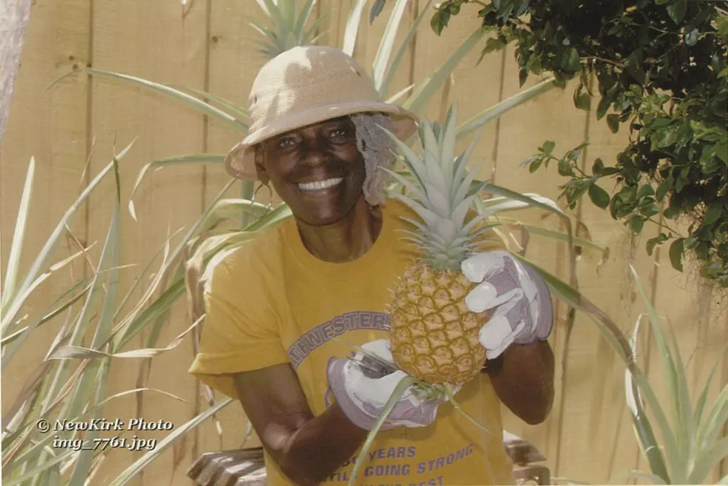 During the Covid lockdowns, I planted pineapples in honor of my late son Derek.