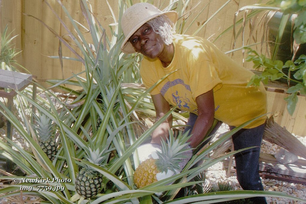 Here I am working in my pineapple garden.
